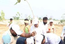 Ek Ped Maa Ke Naam 2.0
