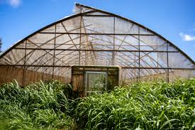 Poly Greenhouse to Boost Horticulture Poly Greenhouse to Boost Horticulture