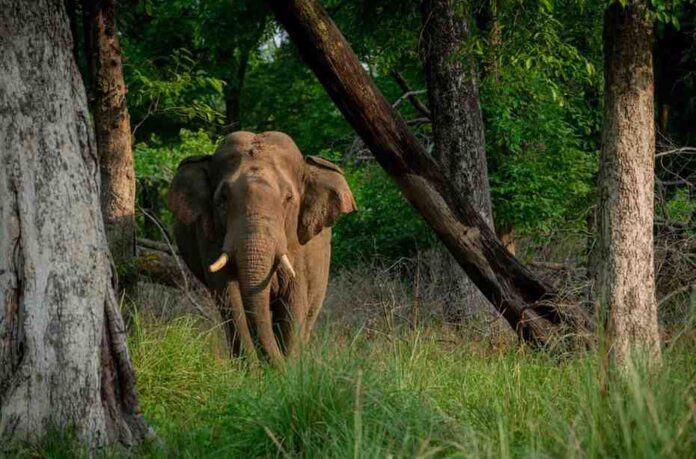 World Elephant Day 2025