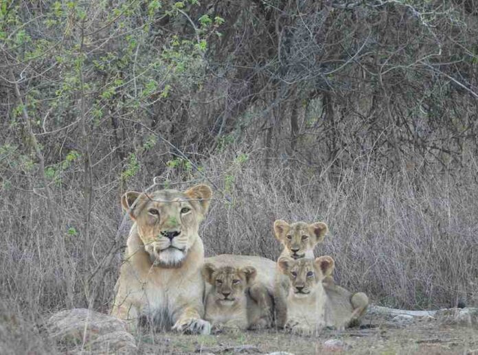 World Lion Day 2025 World Lion Day 2025