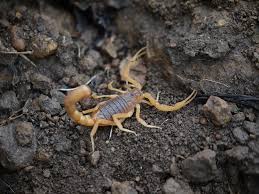 India’s Black Scorpion India’s Black Scorpion