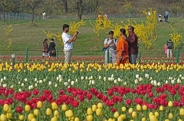 Sanasar tulip garden Jammu Sanasar tulip garden Jammu
