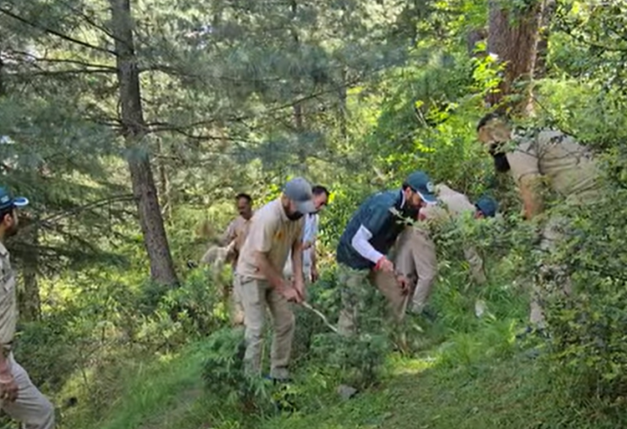 Bhaderwah anti cannabis drive
