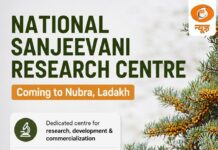 Ladakh’s Sea Buckthorn Gets Major Push as Centre Forms High-Level Committee for National Sanjeevani Research Centre in Nubra Ladakh Sea Buckthorn research centre
